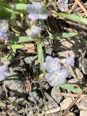 Phacelia pringlei