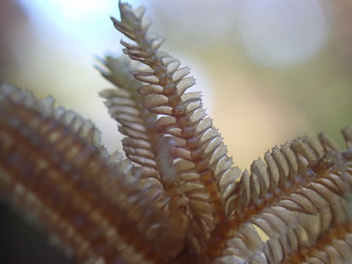Bazzania cordistipula
