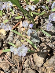 Phacelia pringlei