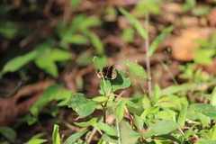 Taractrocera ceramas