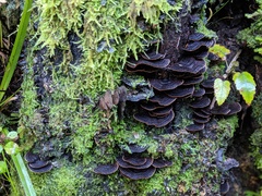 Hymenochaete microcycla