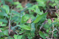 Taractrocera ceramas