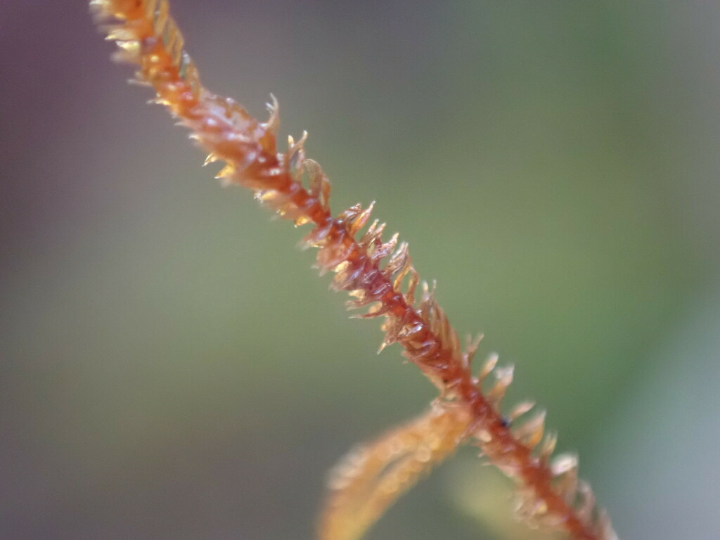 Herbertus herpocladioides