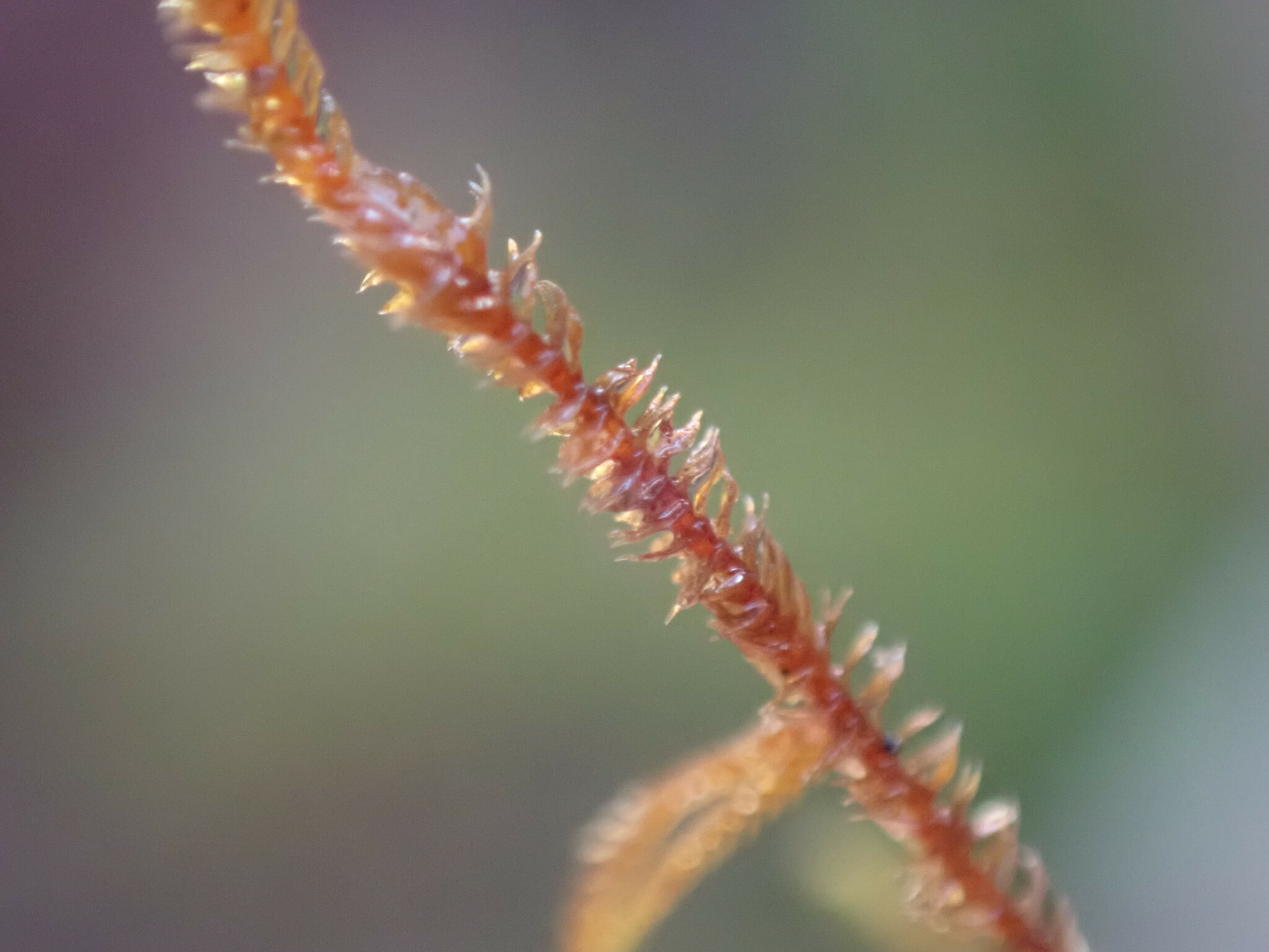 Herbertus herpocladioides