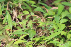 Taractrocera ceramas