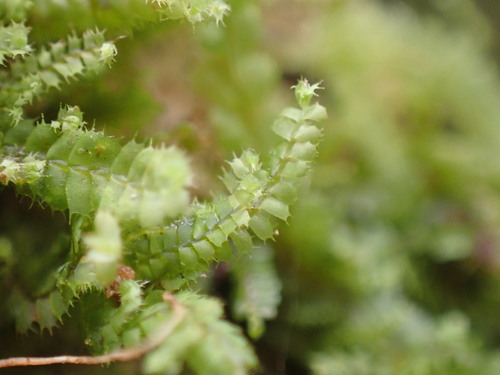 Image of Leptoscyphus baldwinii by no rights reserved