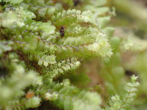Image of Bette Davis Eyes (Leptoscyphus baldwinii) by no rights reserved