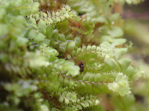Image of Leptoscyphus baldwinii by no rights reserved