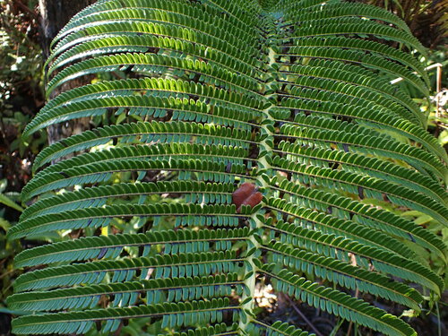 Image of Sadleria cyatheoides by no rights reserved