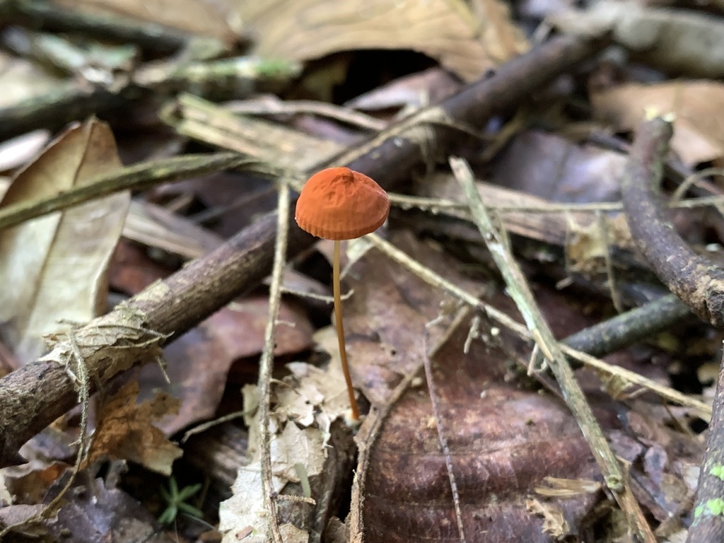 Marasmius siccus · December 2024 · photo: © gabrieljovencio (iNaturalist, cc-by)