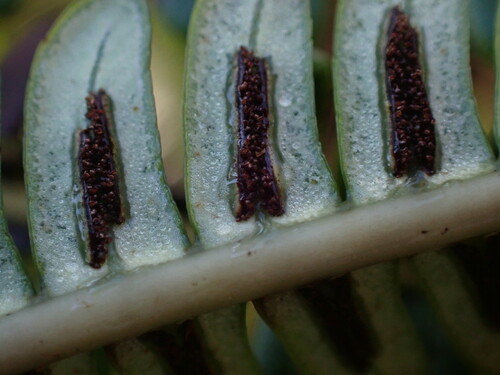 Image of Sadleria cyatheoides by no rights reserved