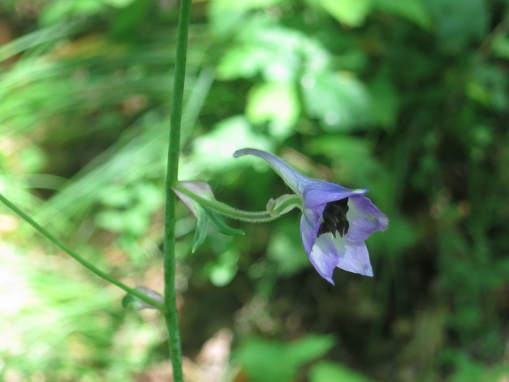 Delphinium maackianum; photograph (c) Repina Tatyana, some rights reserved (CC BY)