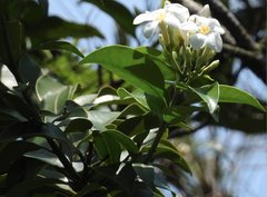 Melodinus fusiformis