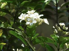 Melodinus fusiformis