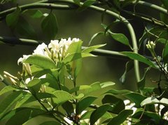 Melodinus fusiformis