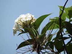 Melodinus fusiformis