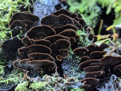 Hymenochaete microcycla