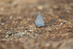 Celastrina lavendularis