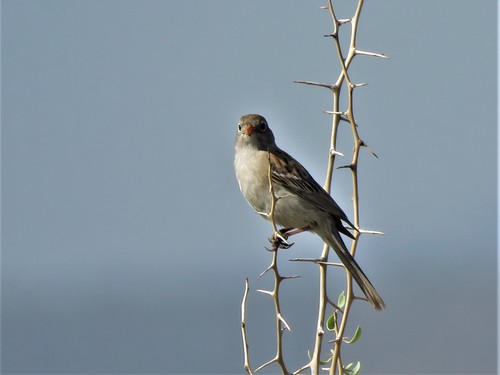 Worthen's Sparrow (Spizella wortheni), photo 10