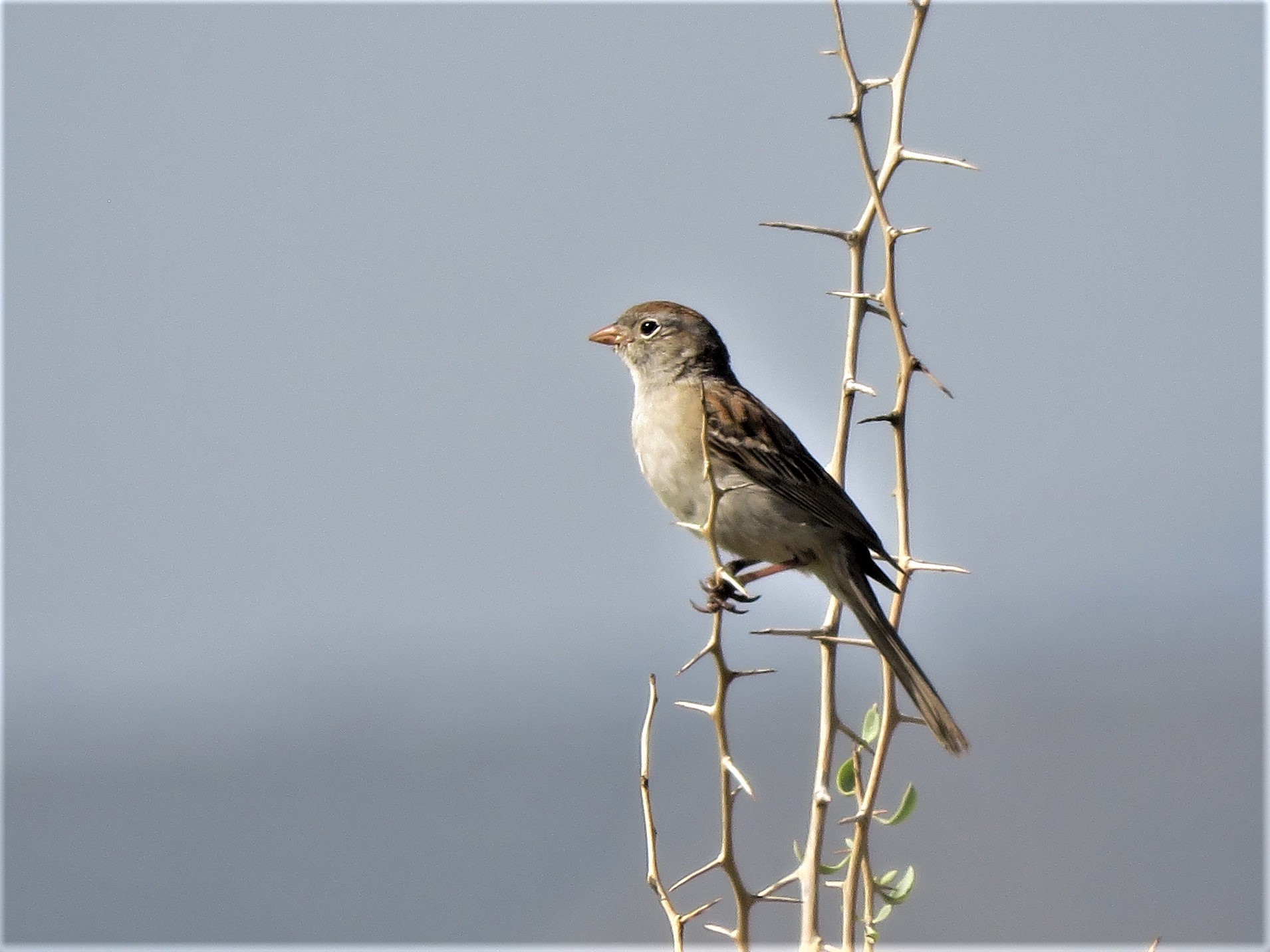 Worthen's Sparrow (Spizella wortheni), photo 7