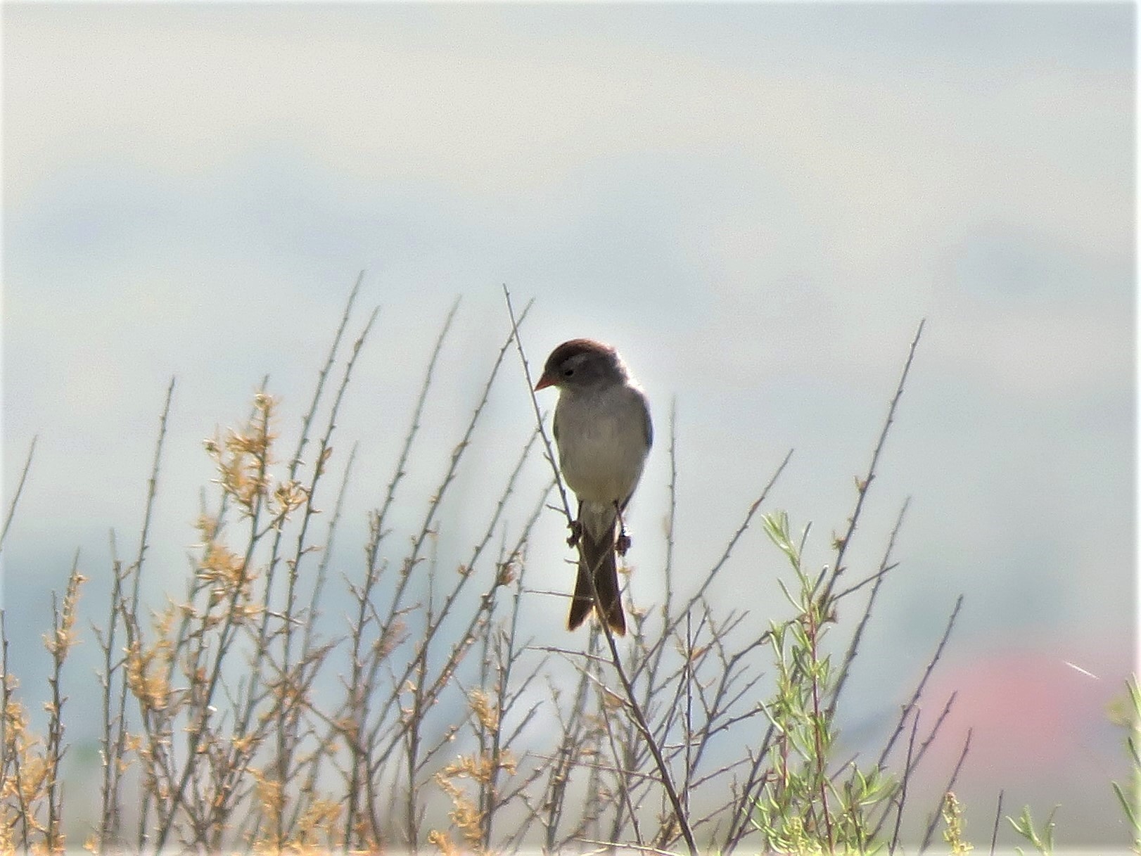 Worthen's Sparrow (Spizella wortheni), photo 8