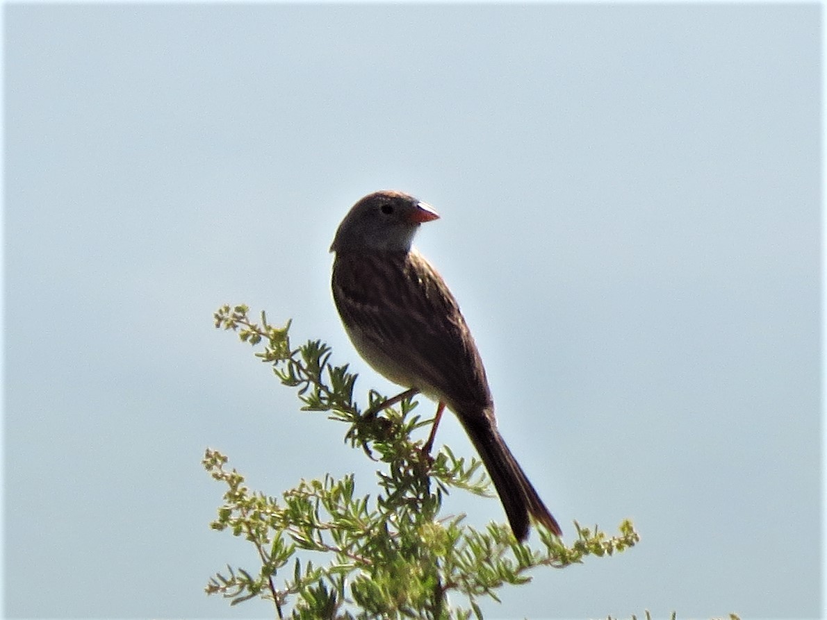 Worthen's Sparrow (Spizella wortheni), photo 9