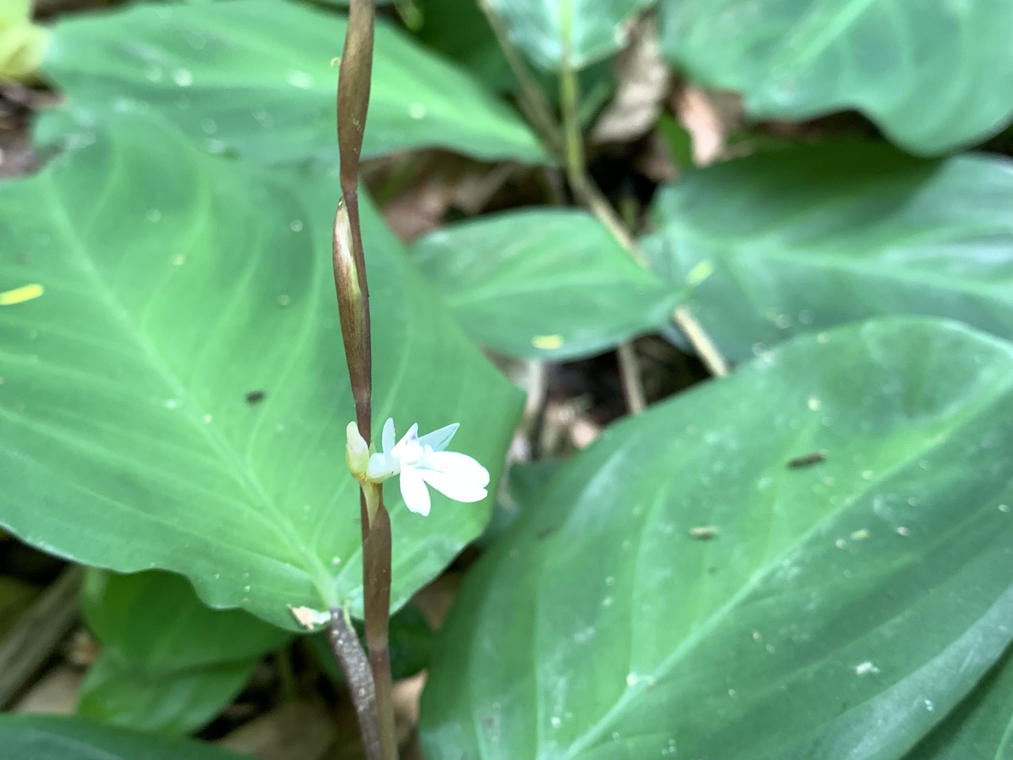 Imagem de Maranta-cinza