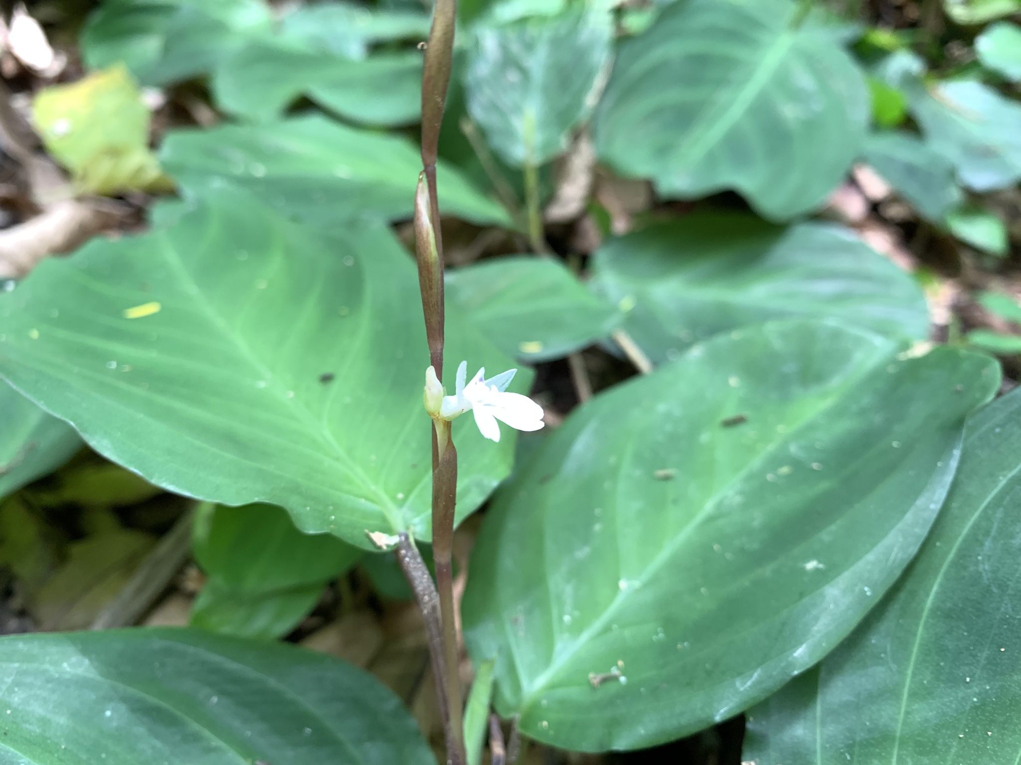 Imagem de Maranta-cinza