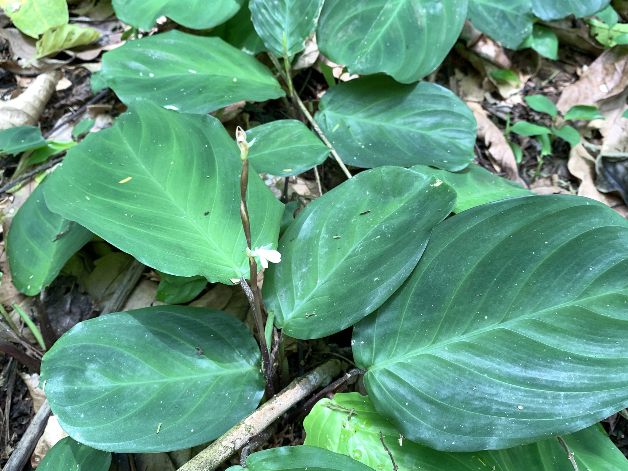 Imagem de Maranta-cinza