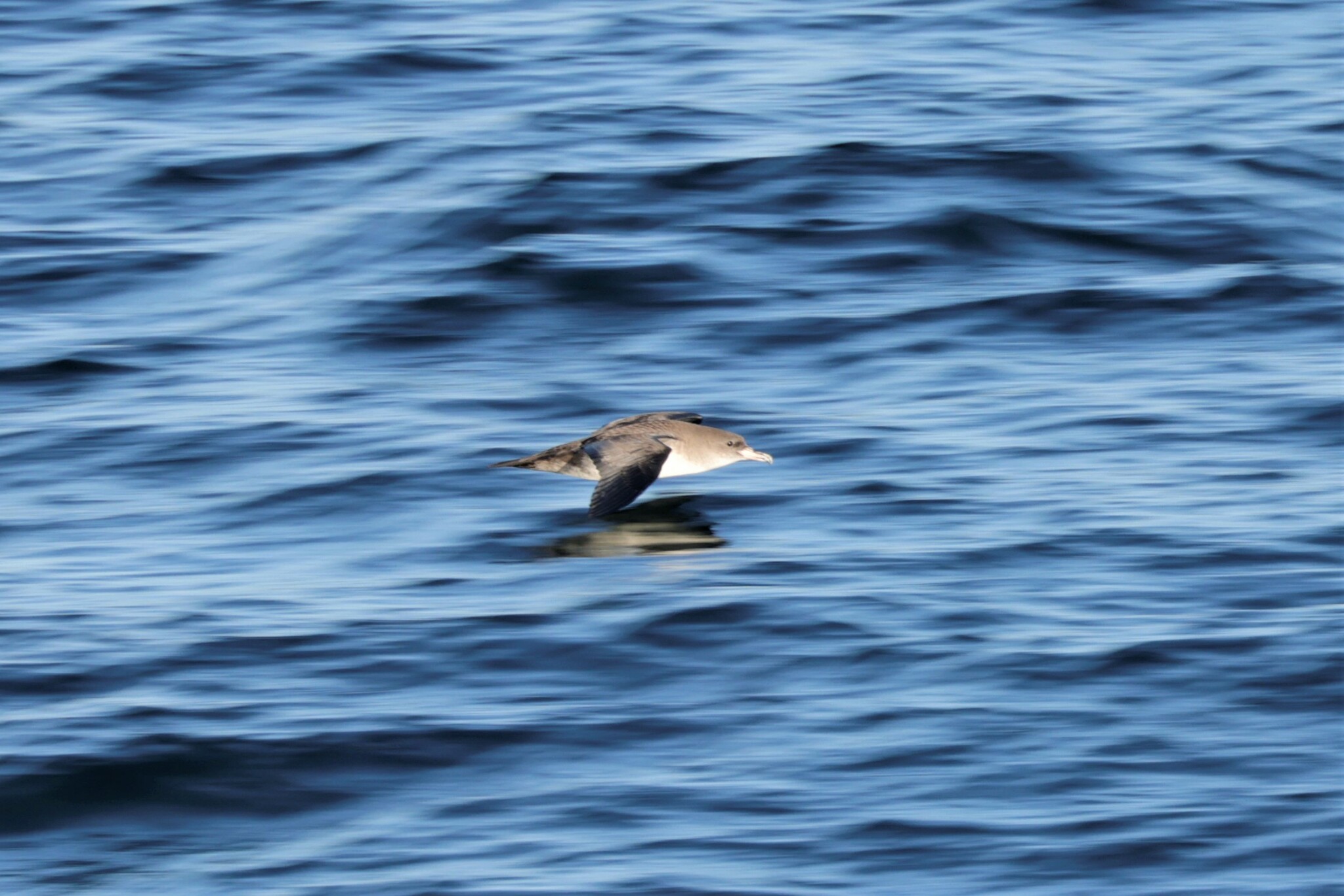 Pink-footed Shearwater