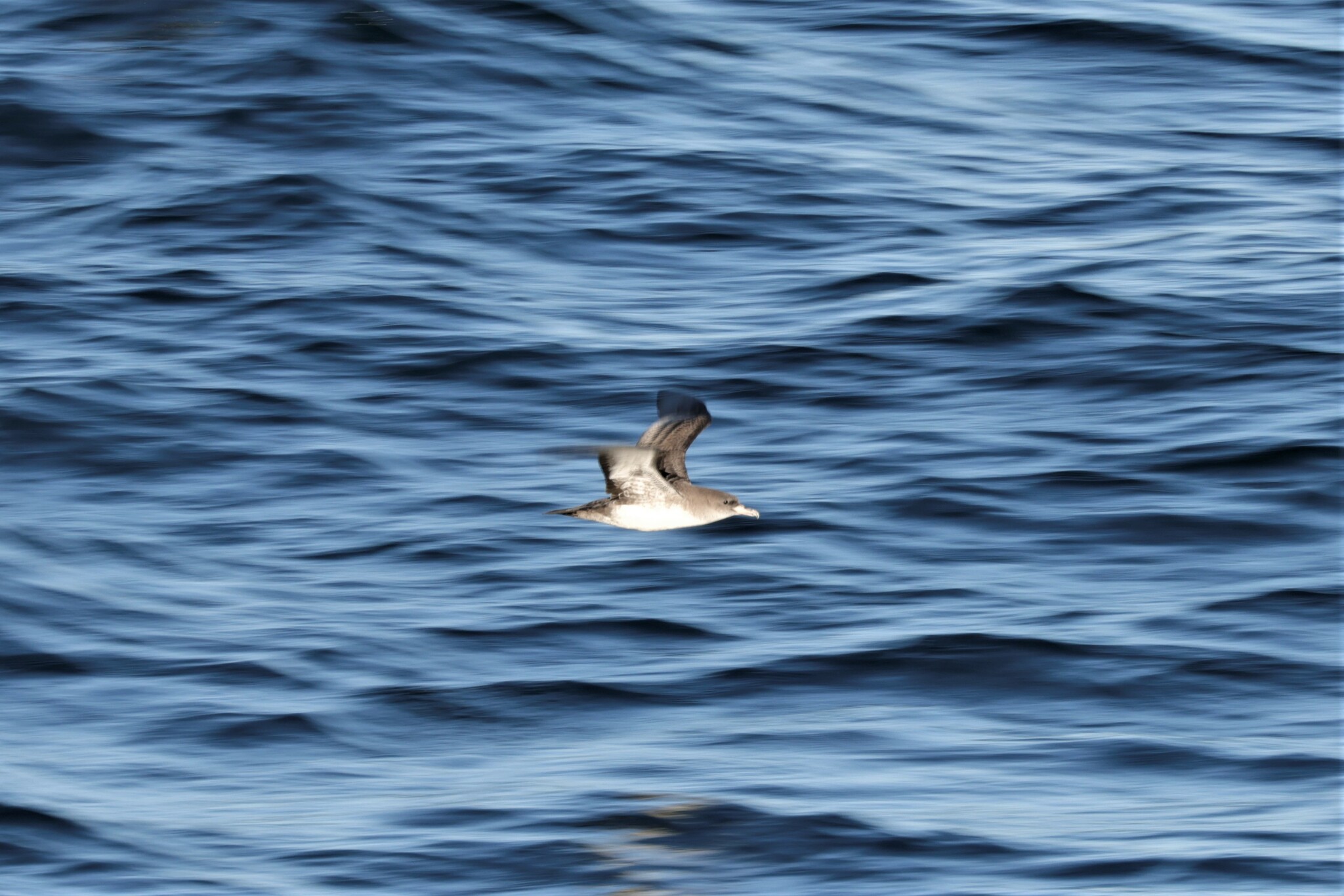 Pink-footed Shearwater