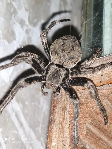 Araneus ventricosus