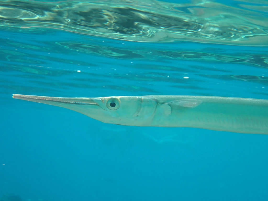 Red Sea Houndfish