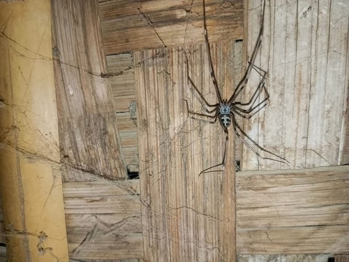 Giant Cellar Spider