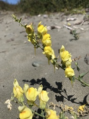 Linaria dalmatica