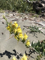 Linaria dalmatica