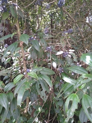 Miconia oligotricha