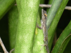 Anolis leachii