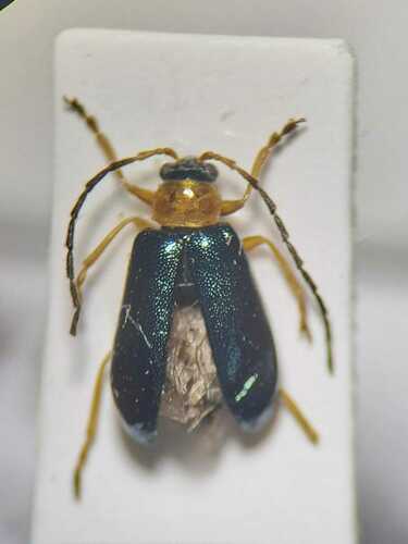 Luperus viridipennis, 2024-07-04