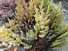 Tecticornia indica