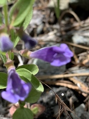 Scutellaria antirrhinoides