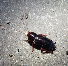 Shelfordella lateralis