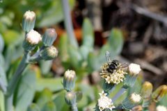 Pseudoanthidium repetitum