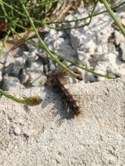 Creatonotos