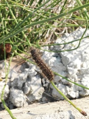 Creatonotos