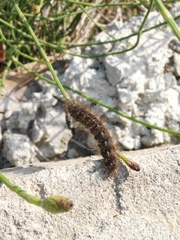Creatonotos