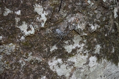 Aegomorphus clavipes