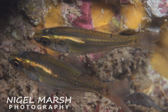 Siphamia roseigaster