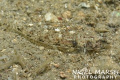 Favonigobius exquisitus