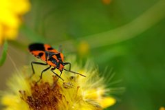 Spilostethus pacificus